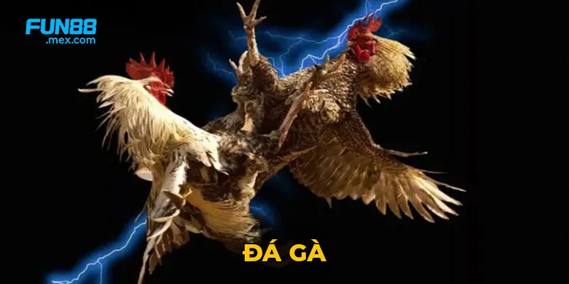 Trận đá gà kết thúc khi một trong hai con gà không thể chiến đấu